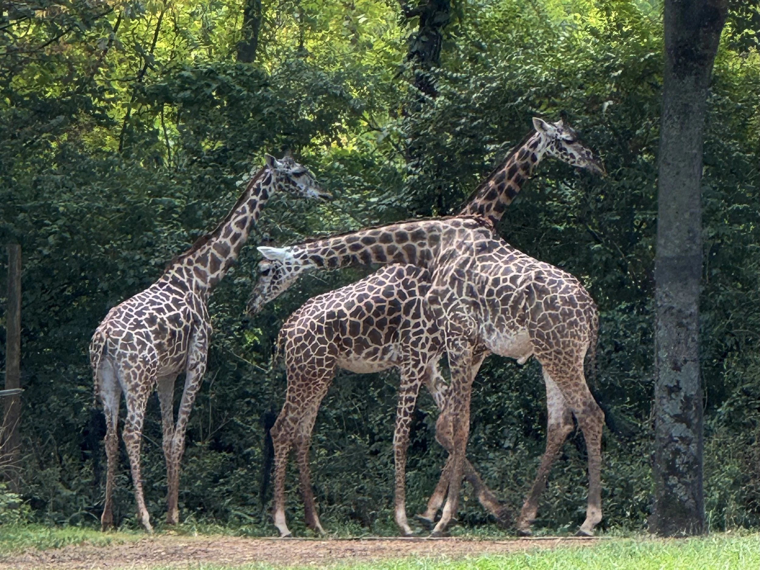 Nashville Zoo: Rare Black Leopards, Kangaroos & What Not to Miss